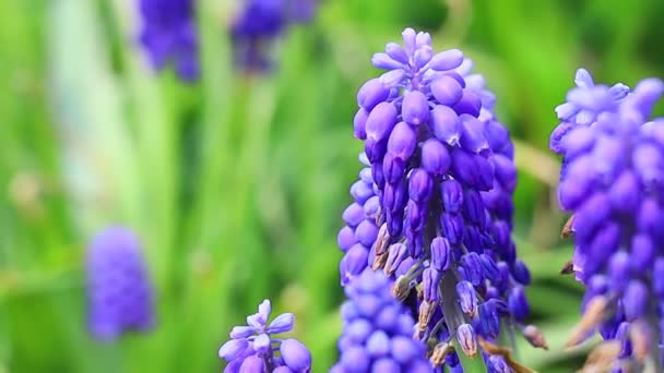 Muscari Zijn Blauw Lentebloemen Mooie Kleine Blauwe Bloemen — Stockvideo