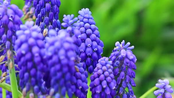 Muscari Zijn Blauw Lentebloemen Mooie Kleine Blauwe Bloemen — Stockvideo