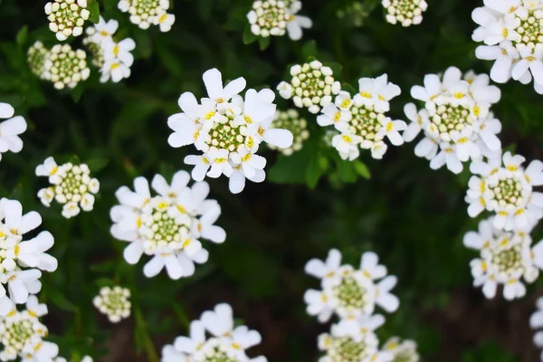 Egy Csomó Kis Fehér Virág Virágos Háttér — Stock Fotó