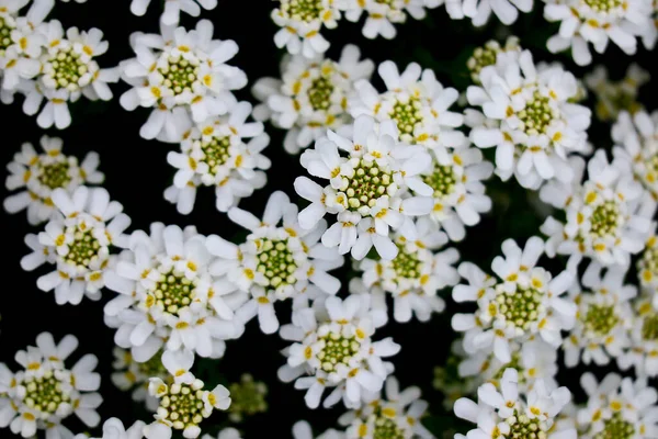 Monte Pequenas Flores Brancas Fundo Floral — Fotografia de Stock