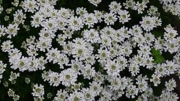 Egy Csomó Kis Fehér Virág Virágos Háttér — Stock videók