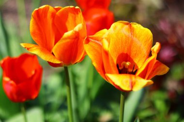 Güzel, parlak laleler. turuncu ve kırmızı laleler.