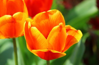 Güzel, parlak laleler. turuncu ve kırmızı laleler.