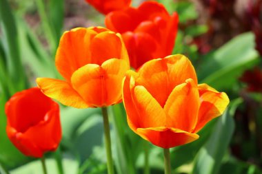 Güzel, parlak laleler. turuncu ve kırmızı laleler.