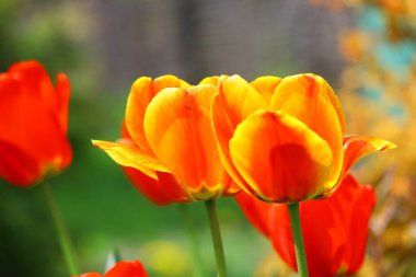 Güzel, parlak laleler. turuncu ve kırmızı laleler.