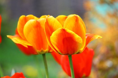 Güzel, parlak laleler. turuncu ve kırmızı laleler.