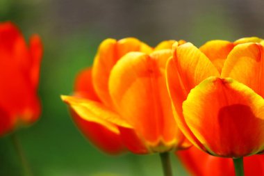 Güzel, parlak laleler. turuncu ve kırmızı laleler.