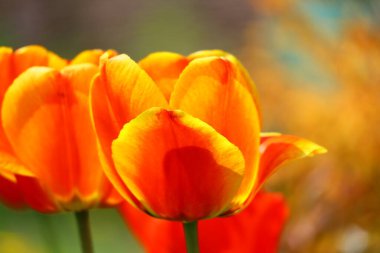 Güzel, parlak laleler. turuncu ve kırmızı laleler.