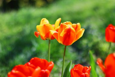 Güzel, parlak laleler. turuncu ve kırmızı laleler.