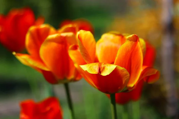 Belles Tulipes Lumineuses Tulipes Orange Rouge — Photo