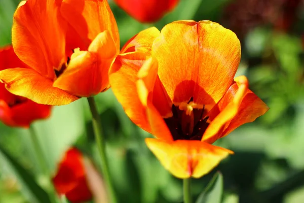 Gyönyörű Fényes Tulipánok Narancs Vörös Tulipán — Stock Fotó