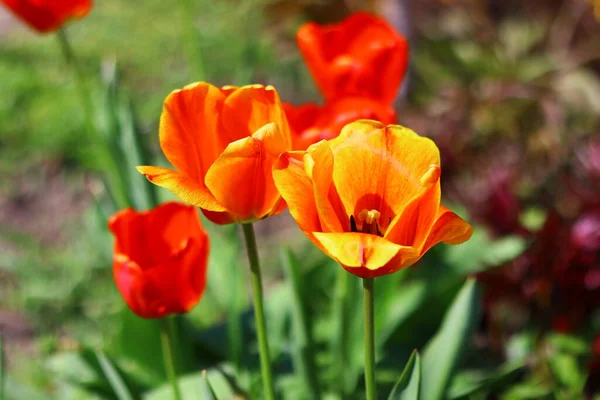 Gyönyörű Fényes Tulipánok Narancs Vörös Tulipán — Stock Fotó