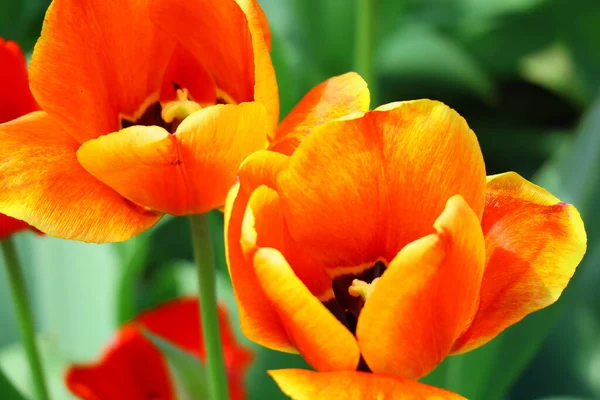 Gyönyörű Fényes Tulipánok Narancs Vörös Tulipán — Stock Fotó