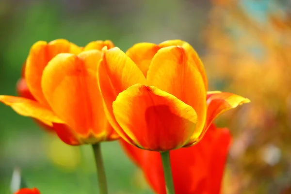 Belles Tulipes Lumineuses Tulipes Orange Rouge — Photo