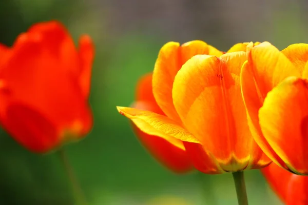 Piękne Jasne Tulipany Tulipany Pomarańczowe Czerwone — Zdjęcie stockowe