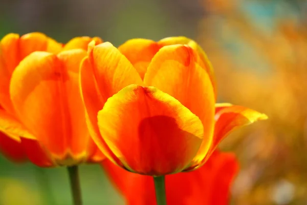 Piękne Jasne Tulipany Tulipany Pomarańczowe Czerwone — Zdjęcie stockowe