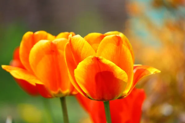 Piękne Jasne Tulipany Tulipany Pomarańczowe Czerwone — Zdjęcie stockowe