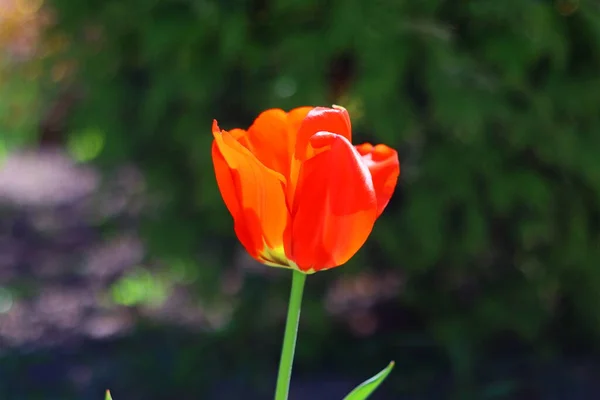 Gyönyörű Fényes Tulipánok Narancs Vörös Tulipán — Stock Fotó