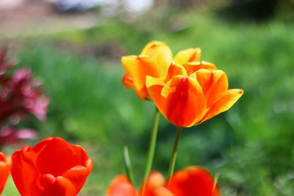 Gyönyörű Fényes Tulipánok Narancs Vörös Tulipán — Stock Fotó