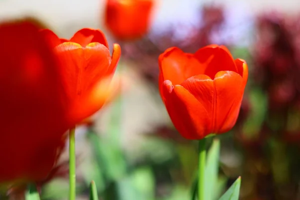 Piękne Jasne Tulipany Tulipany Pomarańczowe Czerwone — Zdjęcie stockowe