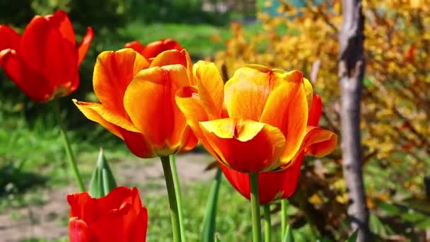 Mooie Heldere Tulpen Oranje Rode Tulpen — Stockvideo