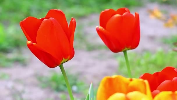 belles tulipes lumineuses. tulipes orange et rouge .