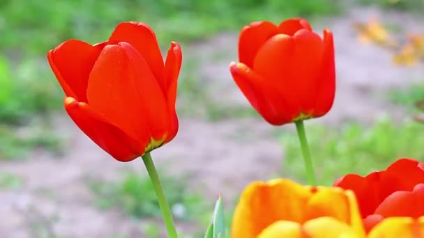 Hermosos Tulipanes Brillantes Tulipanes Naranjas Rojos — Vídeos de Stock