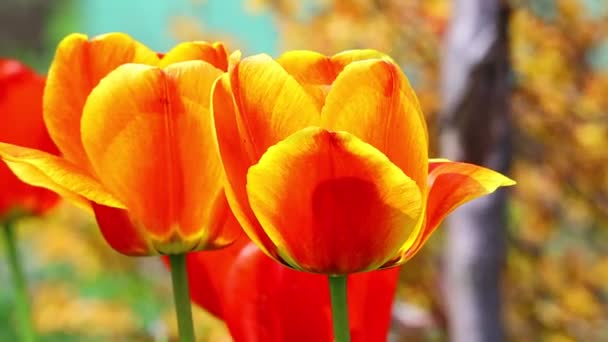 Красивые Яркие Тюльпаны Оранжевый Красный Тюльпаны — стоковое видео