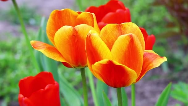 Belles Tulipes Lumineuses Tulipes Orange Rouge — Video