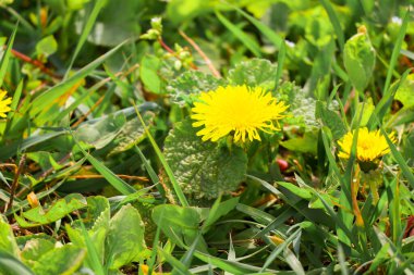 Güzel sarı karahindibalar. Sarı ilkbahar kır çiçekleri.
