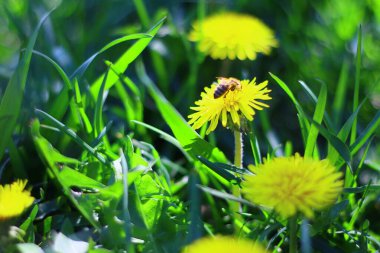 Güzel sarı karahindibalar. Sarı ilkbahar kır çiçekleri.