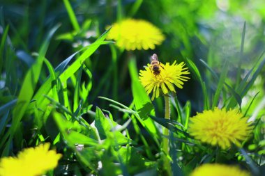 Güzel sarı karahindibalar. Sarı ilkbahar kır çiçekleri.