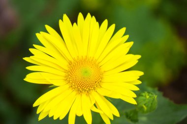 Güzel sarı karahindibalar. Sarı ilkbahar kır çiçekleri.