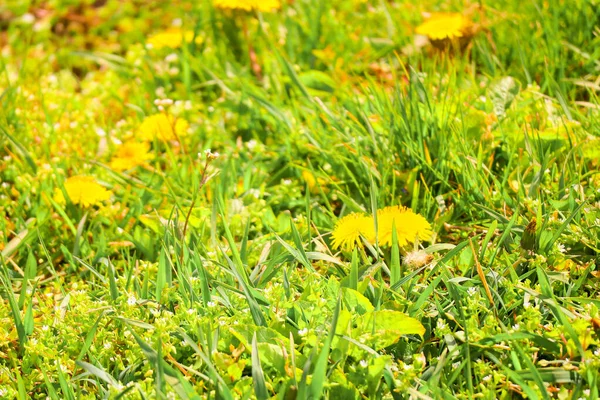 Belos Dentes Leão Amarelos Primavera Amarela Flores Silvestres — Fotografia de Stock