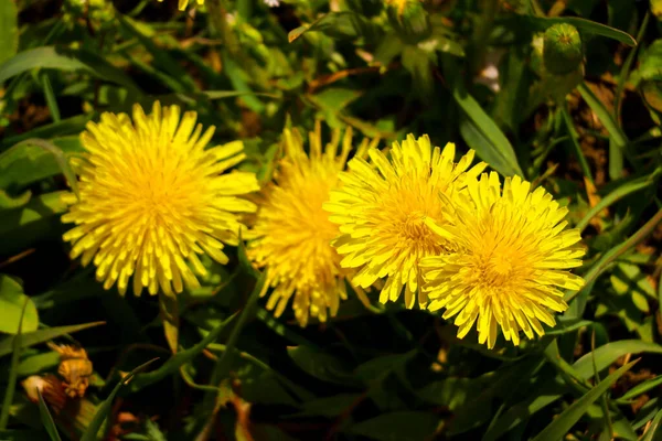 Krásné Žluté Pampelišky Žluté Jarní Divoké Květy — Stock fotografie
