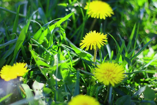 Красивые Желтые Одуванчики Желтые Весенние Полевые Цветы — стоковое фото