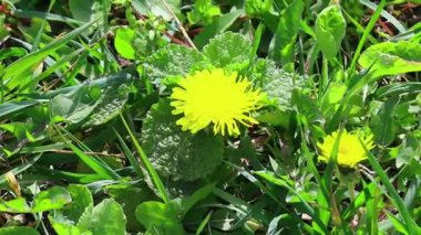 Güzel sarı karahindibalar. Sarı ilkbahar kır çiçekleri.