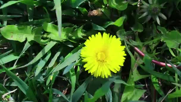 Belos Dentes Leão Amarelos Primavera Amarela Flores Silvestres — Vídeo de Stock