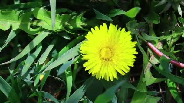 Hermosos Dientes León Amarillos Flores Silvestres Primavera Amarillas — Vídeos de Stock