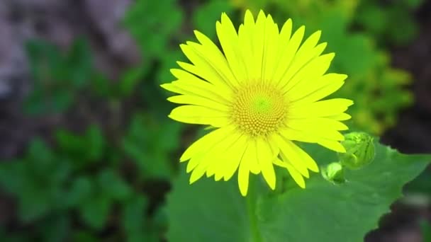 Schöne Gelbe Löwenzahn Gelbe Frühlingswildblumen — Stockvideo