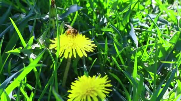 美しい黄色のタンポポ 黄色い春の野花 — ストック動画