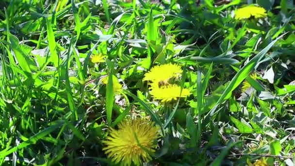 Mooie Gele Paardebloemen Gele Lente Wilde Bloemen — Stockvideo