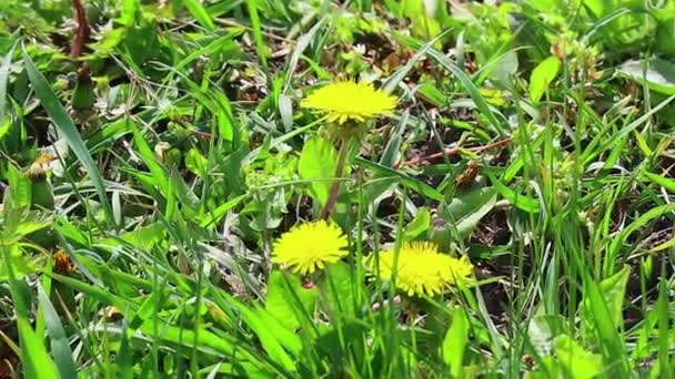 Belos Dentes Leão Amarelos Primavera Amarela Flores Silvestres — Vídeo de Stock