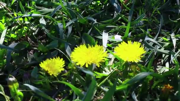 Bellissimi Denti Leone Gialli Fiori Selvatici Primavera Gialli — Video Stock