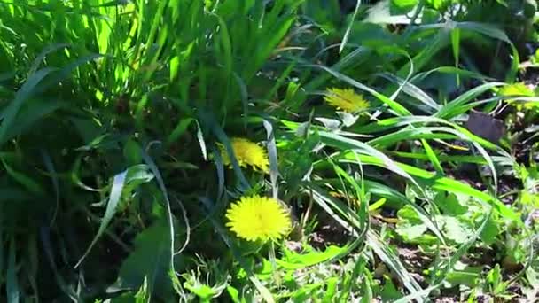 Красиві Жовті Кульбаби Жовті Весняні Дикі Квіти — стокове відео