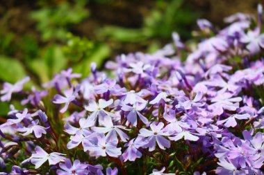 Küçük bahar çiçekleri. güzel pembe çiçekler