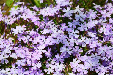 Küçük bahar çiçekleri. güzel pembe çiçekler