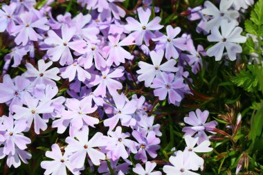 Küçük bahar çiçekleri. güzel pembe çiçekler