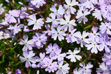 Küçük bahar çiçekleri. güzel pembe çiçekler