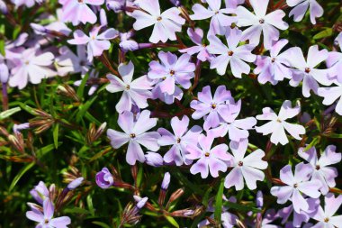 Küçük bahar çiçekleri. güzel pembe çiçekler
